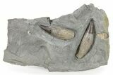 Two Fossil Ichthyosaur Rooted Teeth in Situ - England #279566-1